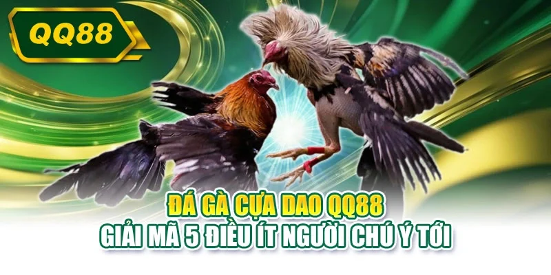 Đá gà cựa dao