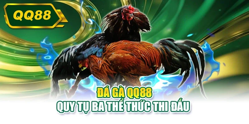 Đá gà QQ88 quy tụ ba thể thức thi đấu